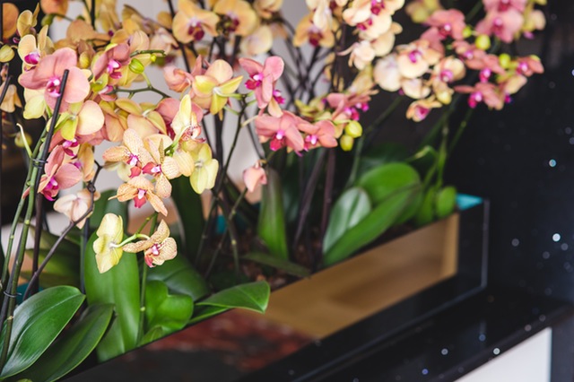 Decorar con orquídeas 