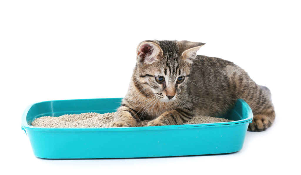 El cajón de arena es fundamental para que tu vivienda no huela a gato